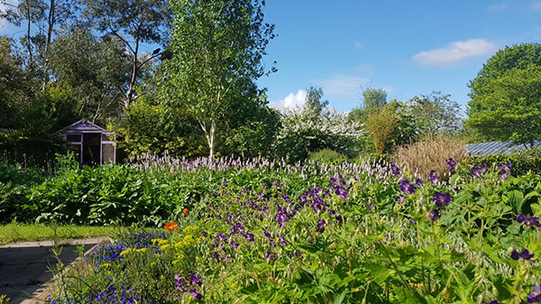 abundant display of flowers against a background of trees and blue sky